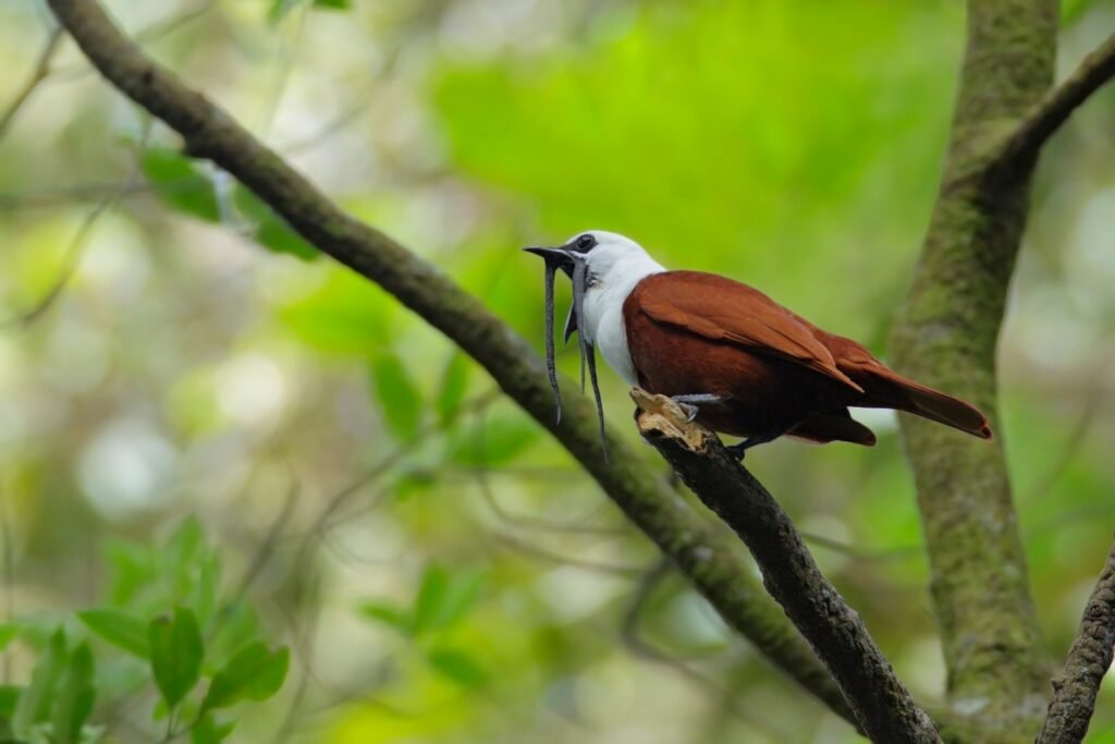 Costa Rica Is Saving Forest Ecosystems by Listening to Them