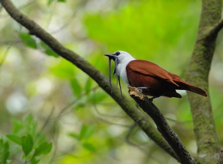 Costa Rica Is Saving Forest Ecosystems by Listening to Them