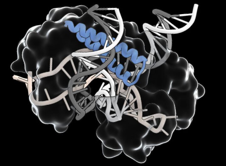 An ancient RNA-guided system could simplify delivery of gene editing therapies | MIT News