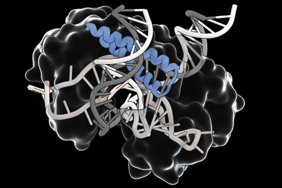 An ancient RNA-guided system could simplify delivery of gene editing therapies | MIT News