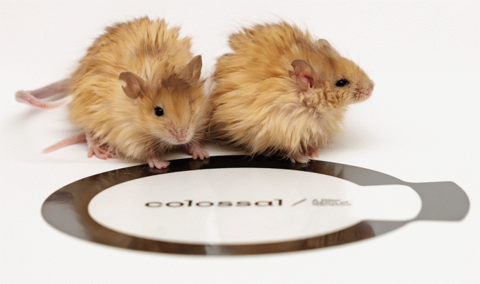Colossal Biosciences - woolly mouse