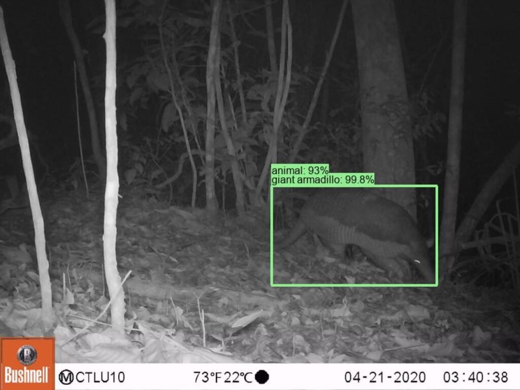 Google released an AI model to identify wildlife species