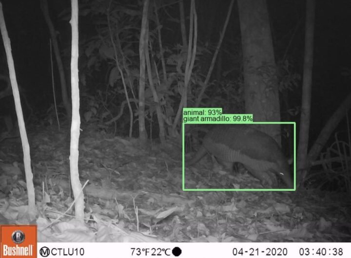 Google released an AI model to identify wildlife species
