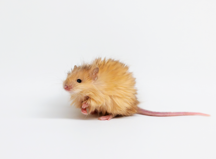 Scientists accidentally created the cutest mouse in the world