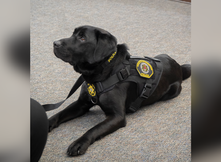 Electronic detection K-9, Tor